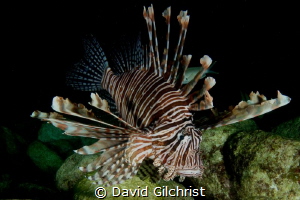 Lion Fish (Pterois volitans), Spooky Channel, Roatan Hond... by David Gilchrist 